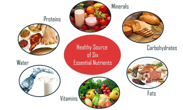 3 ways your body uses nutrients