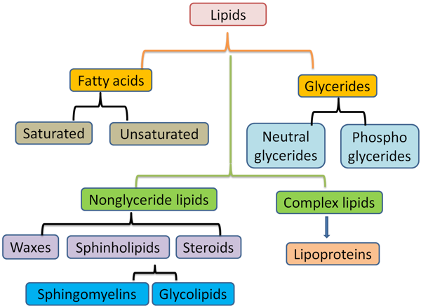 6. Lipid Metabolism
