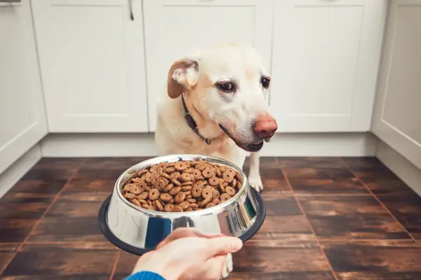 Considerations for Feeding Underweight Dogs