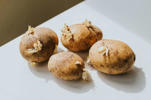 Different Varieties of Potatoes
