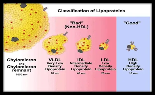 Effects of Thyroid Hormones on LDL Metabolism
