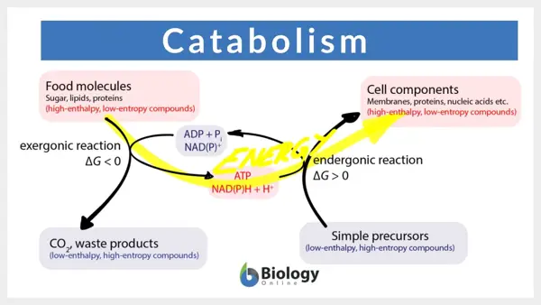 Enzymes Involved in Catabolism