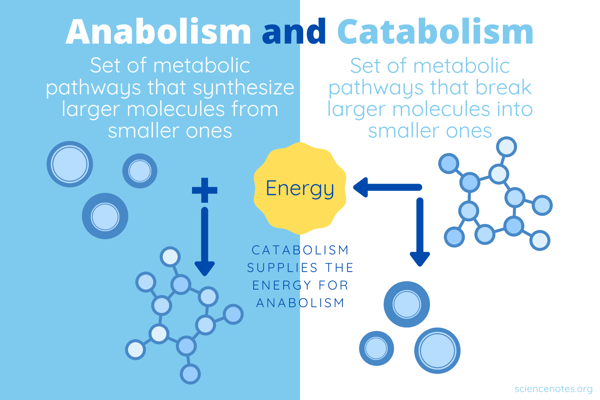 Process of Catabolism