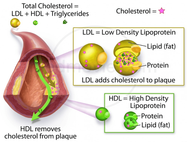 Thyroid Function and LDL Cholesterol