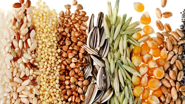 Tips for Incorporating Grains into Your Diet