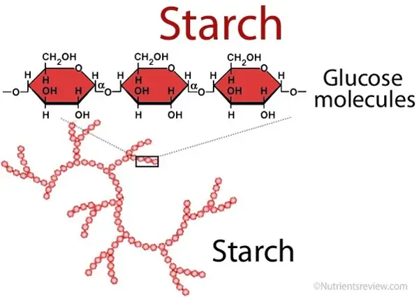 Sources of Starch in the Diet