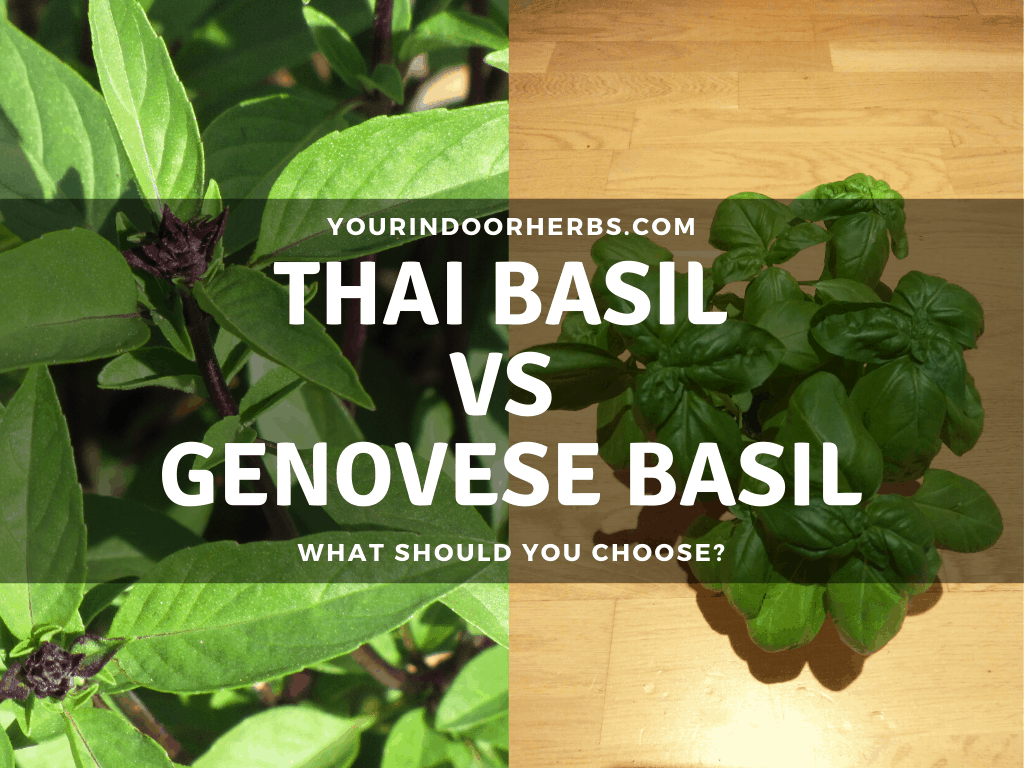 thai basil vs genovese basil