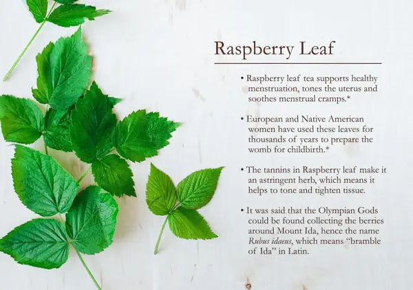 red raspberry leaf tea period benefits