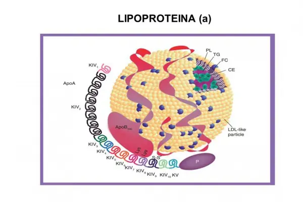 Health Risks Associated with High Lipoprotein