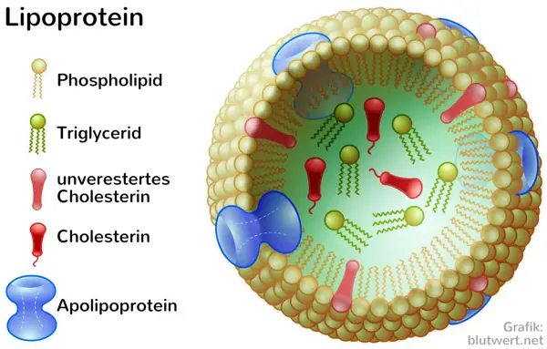 Prevention of High Lipoprotein Levels