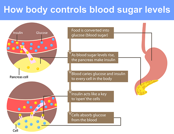 how does body fat affect blood sugar