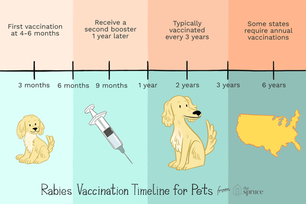 Vaccination Protocol for Cats