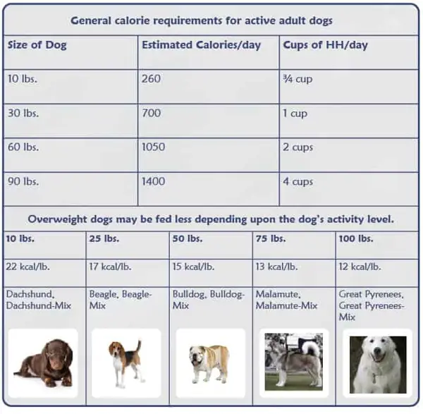 Factors Influencing Your Dog's Daily Calorie Needs