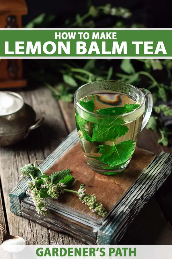 Health Benefits of Lemon Balm Tea