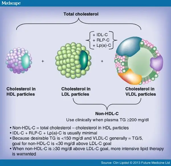 Relation to LDL Cholesterol