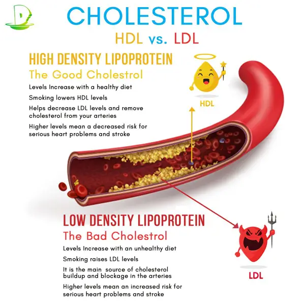 4. The Role of Fiber in Cholesterol Levels