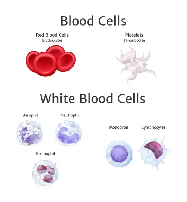 Symptoms of Low White Blood Cell Count and High Cholesterol