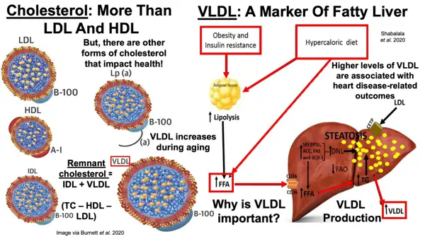 cholesterol vldl high means