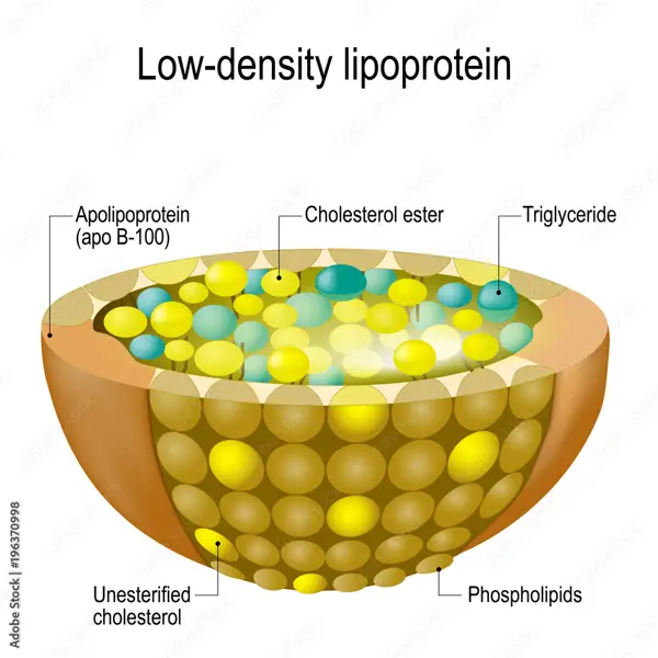 low density lipoprotein function cholesterol