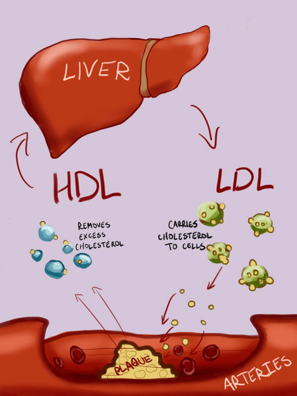 Tips for Managing Non HDL Cholesterol and Ratio