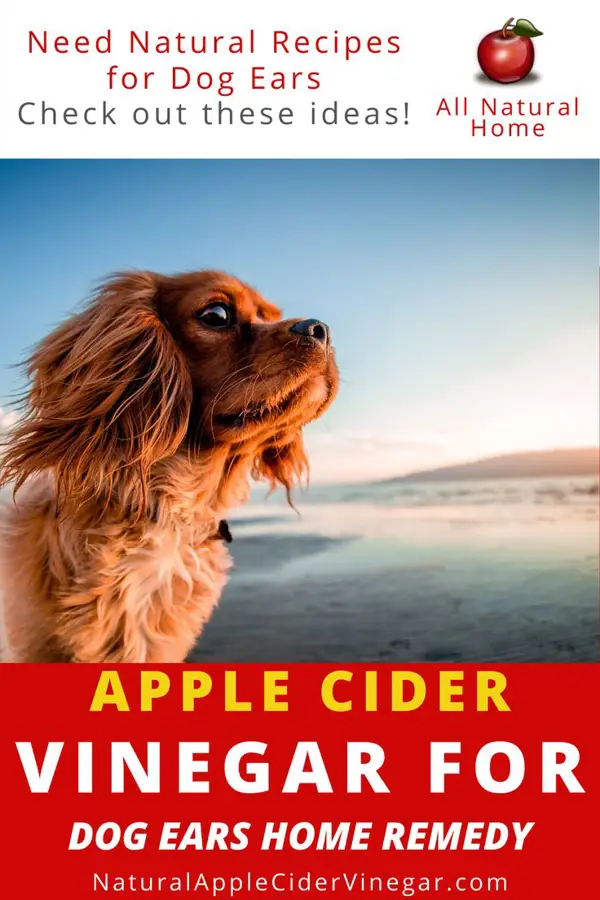 cider vinegar for dogs arthritis