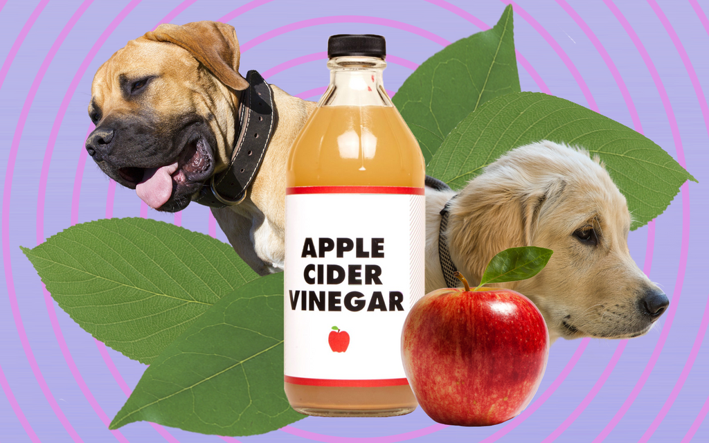 cider vinegar for dogs