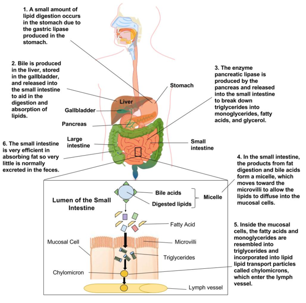 how are dietary lipids transported