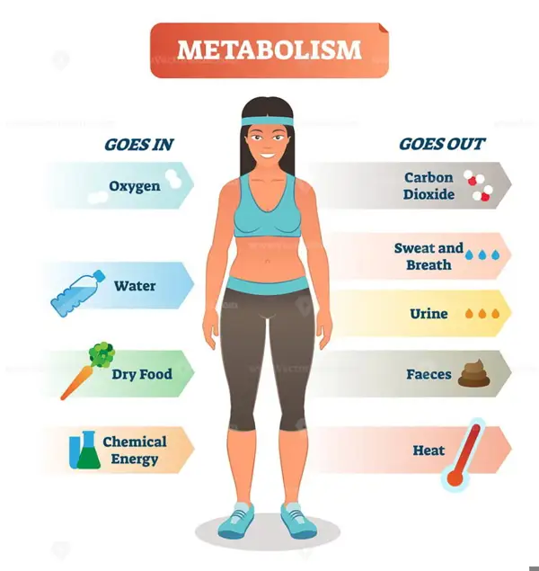 can eating more boost metabolism