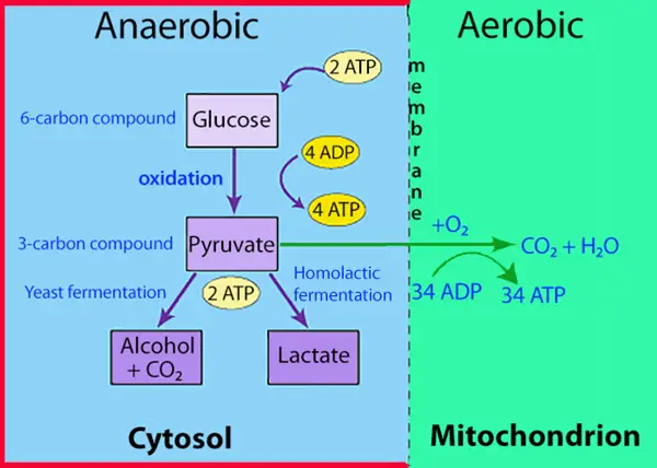 Adaptations for Anaerobic Survival