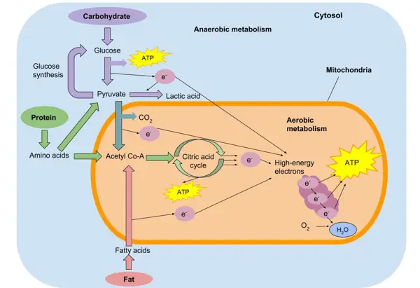 Comparison with Aerobic Energy Metabolism