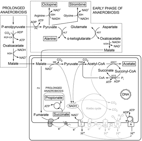 Glycolysis and Fermentation in Eukaryotes