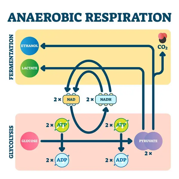 biochemistry and evolution of anaerobic energy metabolism in eukaryotes