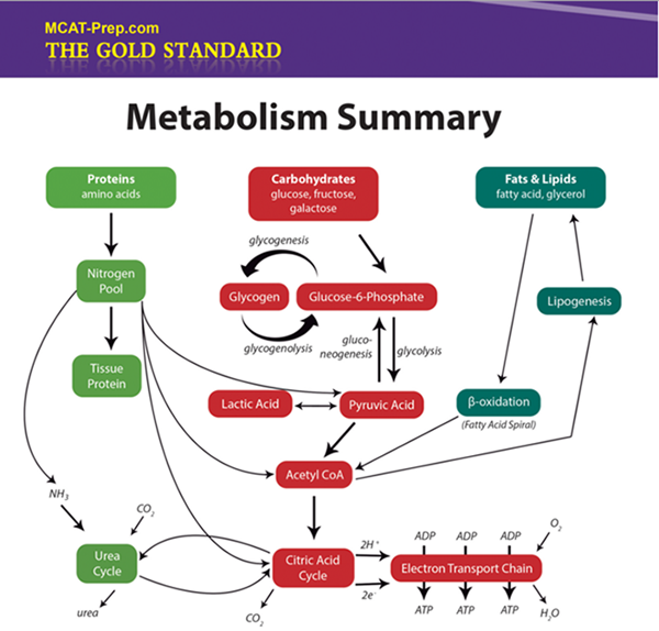 biochemistry controlling postmortem energy metabolism