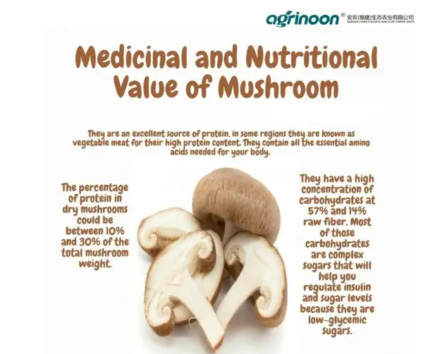 Mushroom Type 3