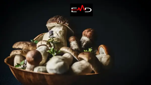 Mushroom Type 5