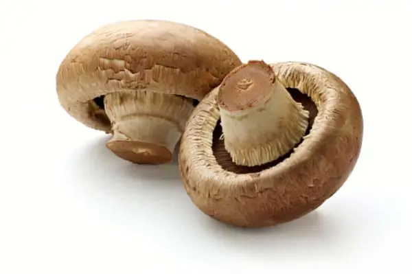 Mushroom Type 6