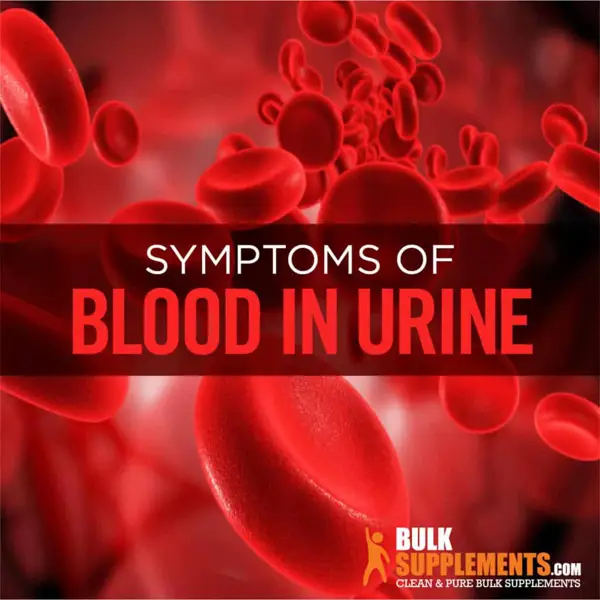 causes of blood and protein in dog's urine
