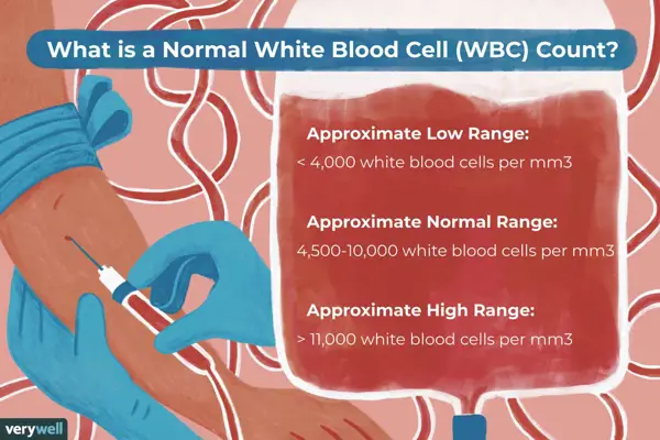 high protein in urine and high white blood cell count