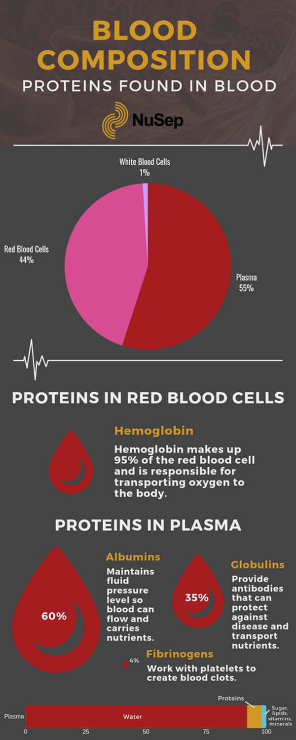 what is considered a high protein level in blood