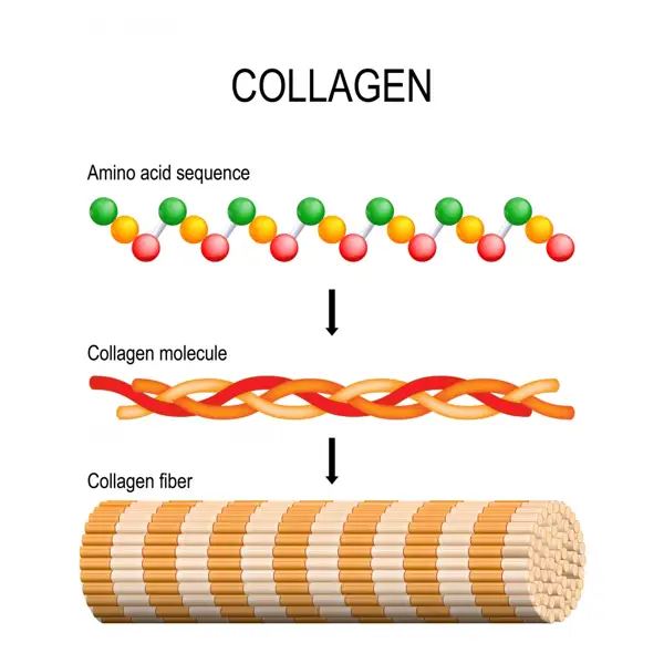 How to Use Collagen-Like Protein Powder