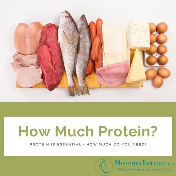 Protein Food Sources