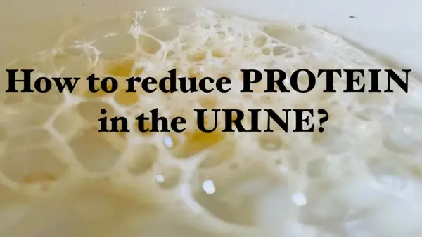 what does it mean to have low protein in urine
