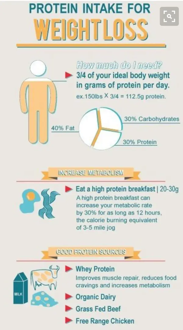 how much protein should a woman eat a day to lose weight
