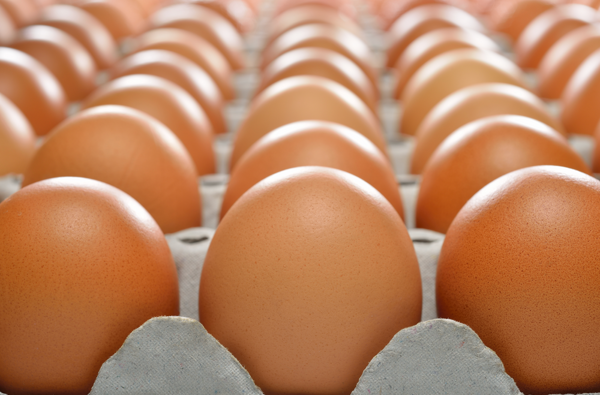 Common Myths About Egg White Protein