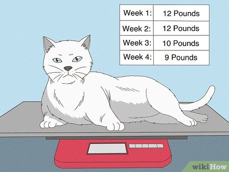 Factors Affecting Cat Weight