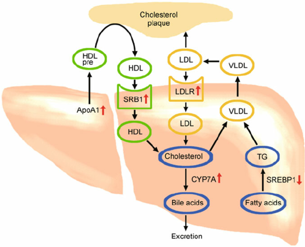 thyroid function and low density lipoprotein