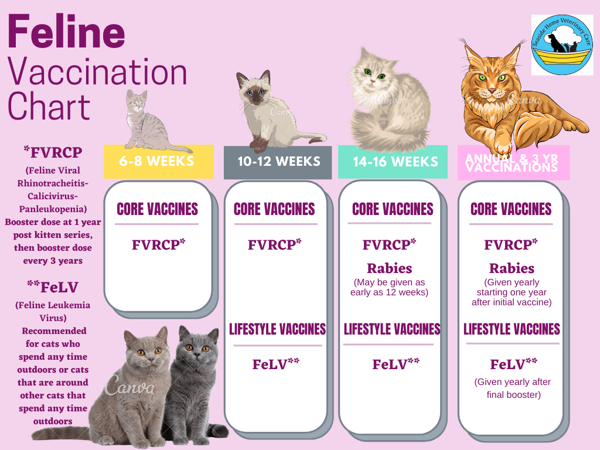 Importance of Vaccinating Your Cat