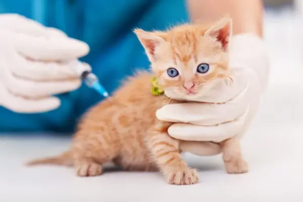 vaccine shots for cats