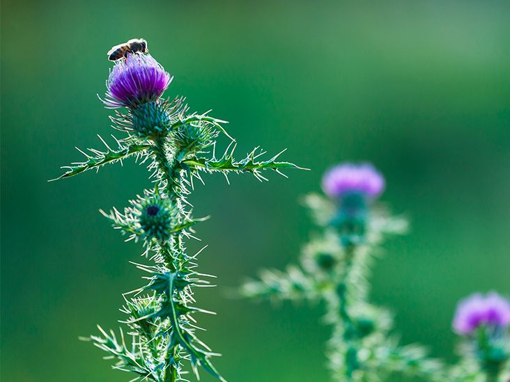 Milk Thistle and Weight Gain: Is There a Link?
