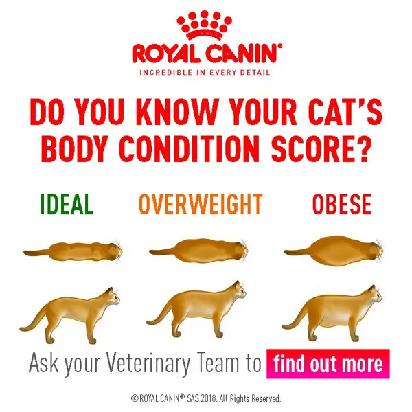 How to Determine if Your Cat is at a Healthy Weight